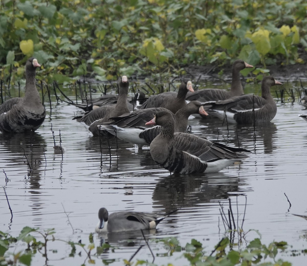 Greater White-fronted Goose - ML646937978