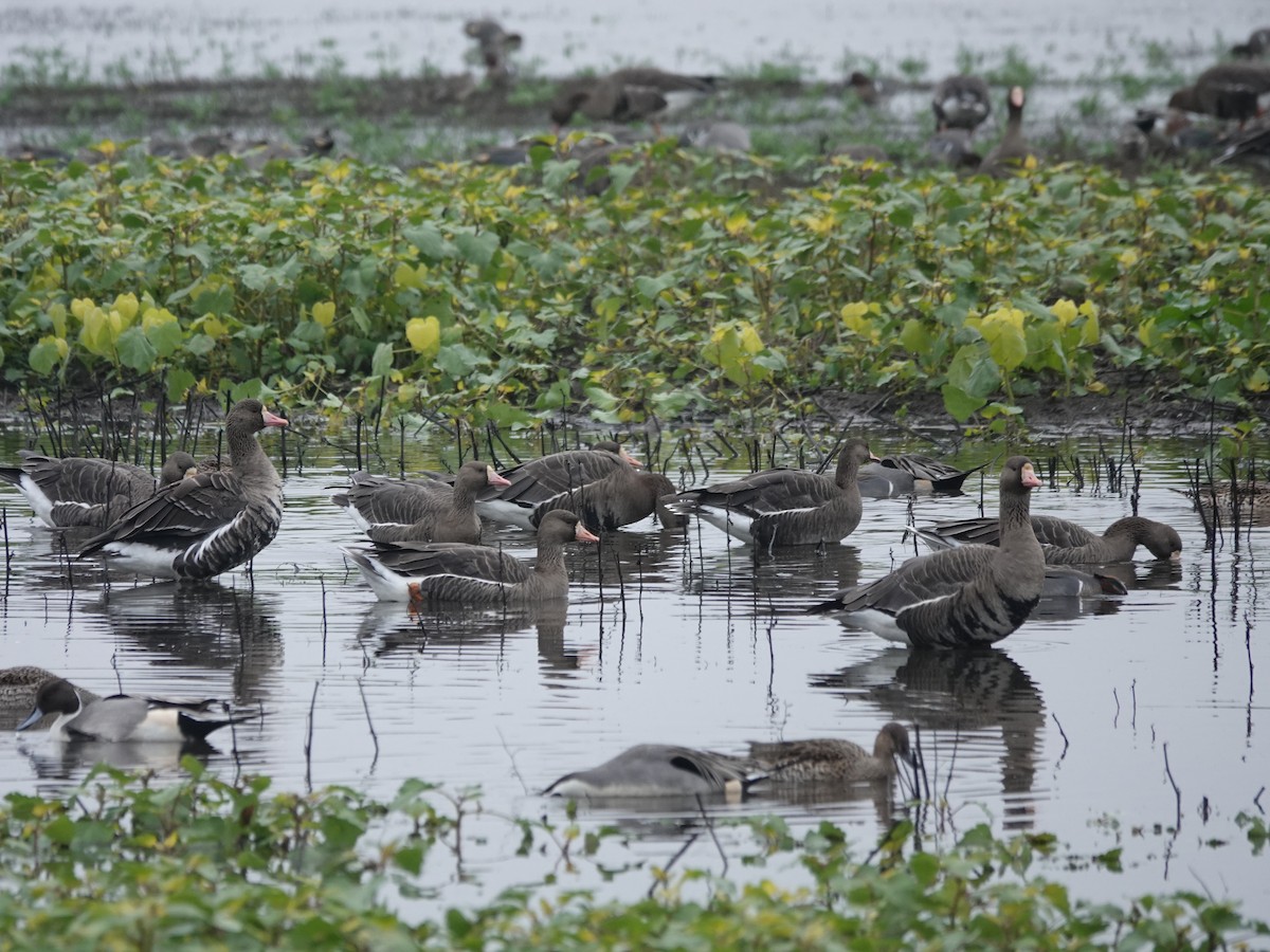 Greater White-fronted Goose - ML646937979