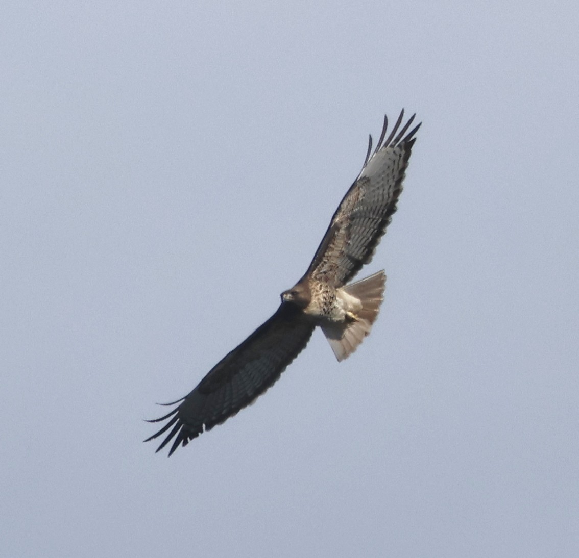 Red-tailed Hawk (calurus/alascensis) - ML646937980