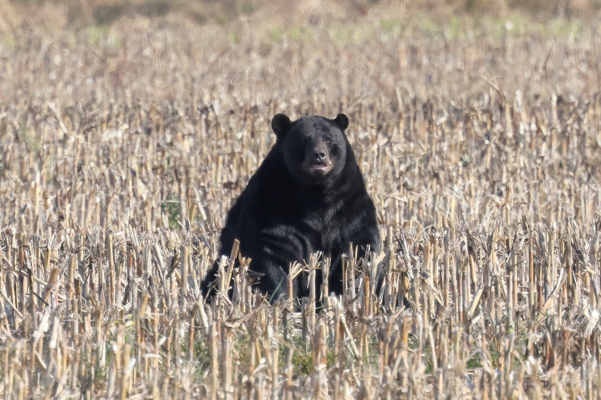 American Black Bear - ML646937981
