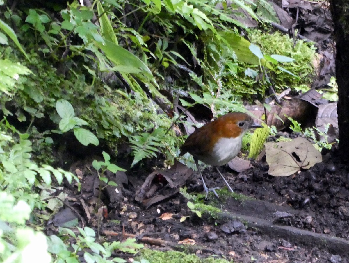 White-bellied Antpitta - ML646937985