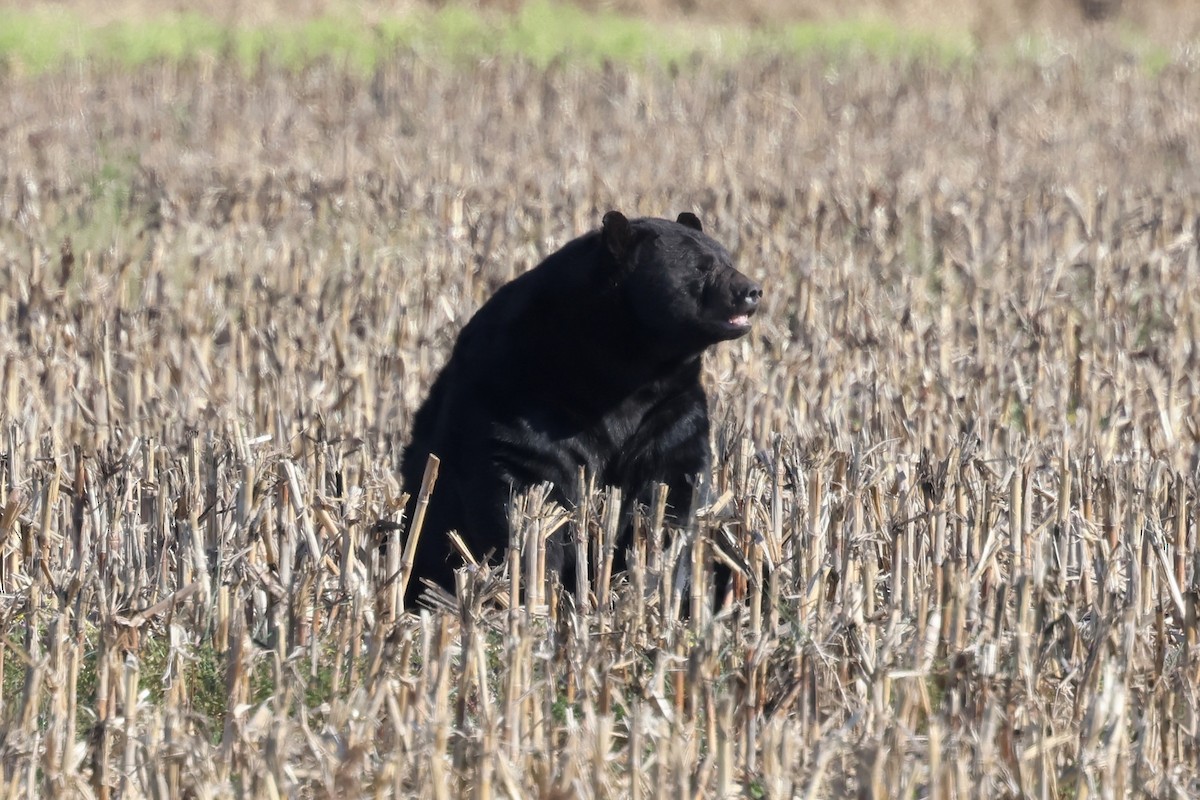 American Black Bear - ML646937987
