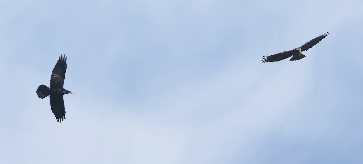 Erroi handia - ML646937988