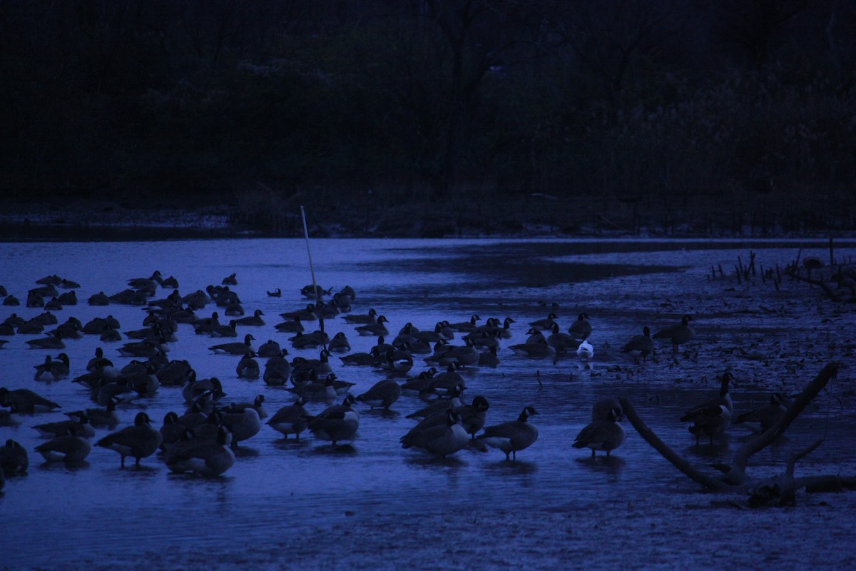 Oie de Ross - ML646937991