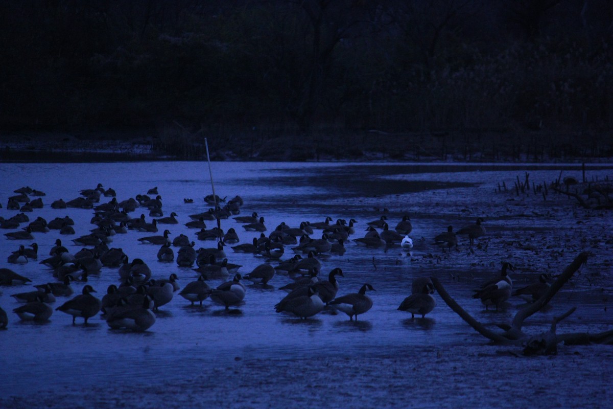 Oie de Ross - ML646937992