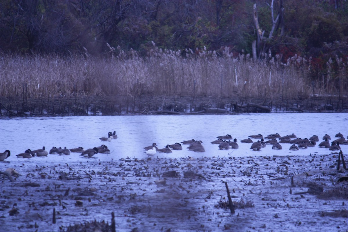 Oie de Ross - ML646937993