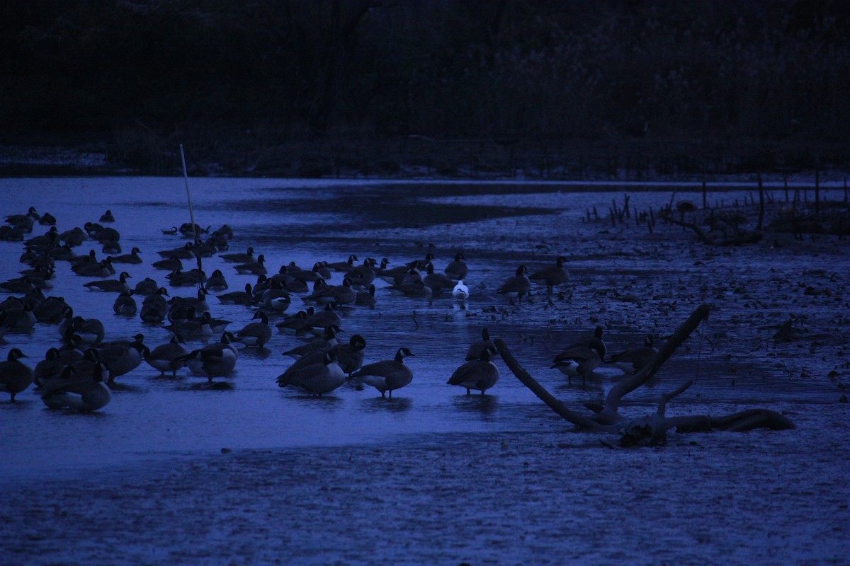 Oie de Ross - ML646937995