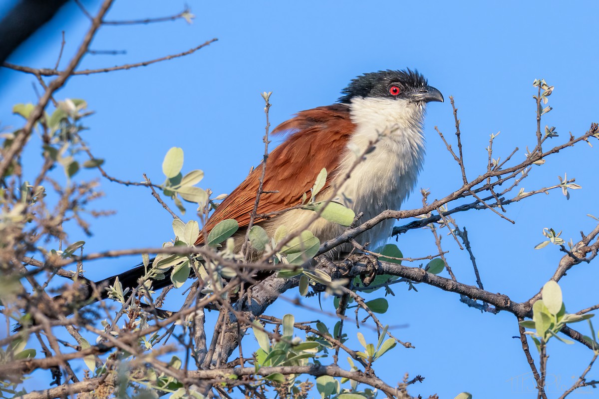 kukačka senegalská - ML646937996