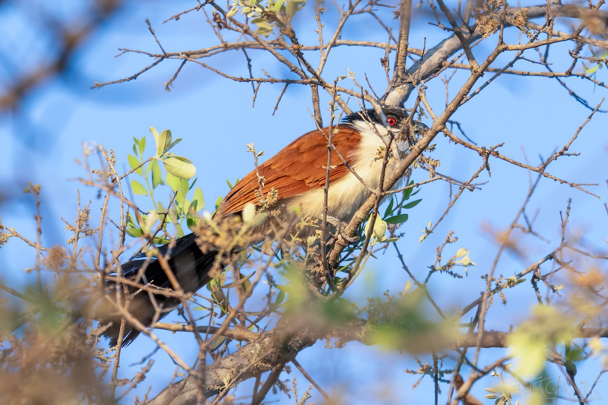 kukačka senegalská - ML646937997