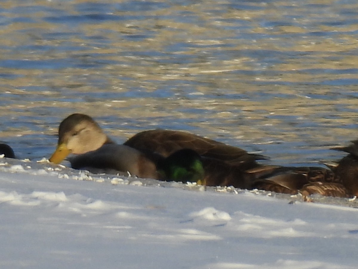 Ahate iluna - ML646937999