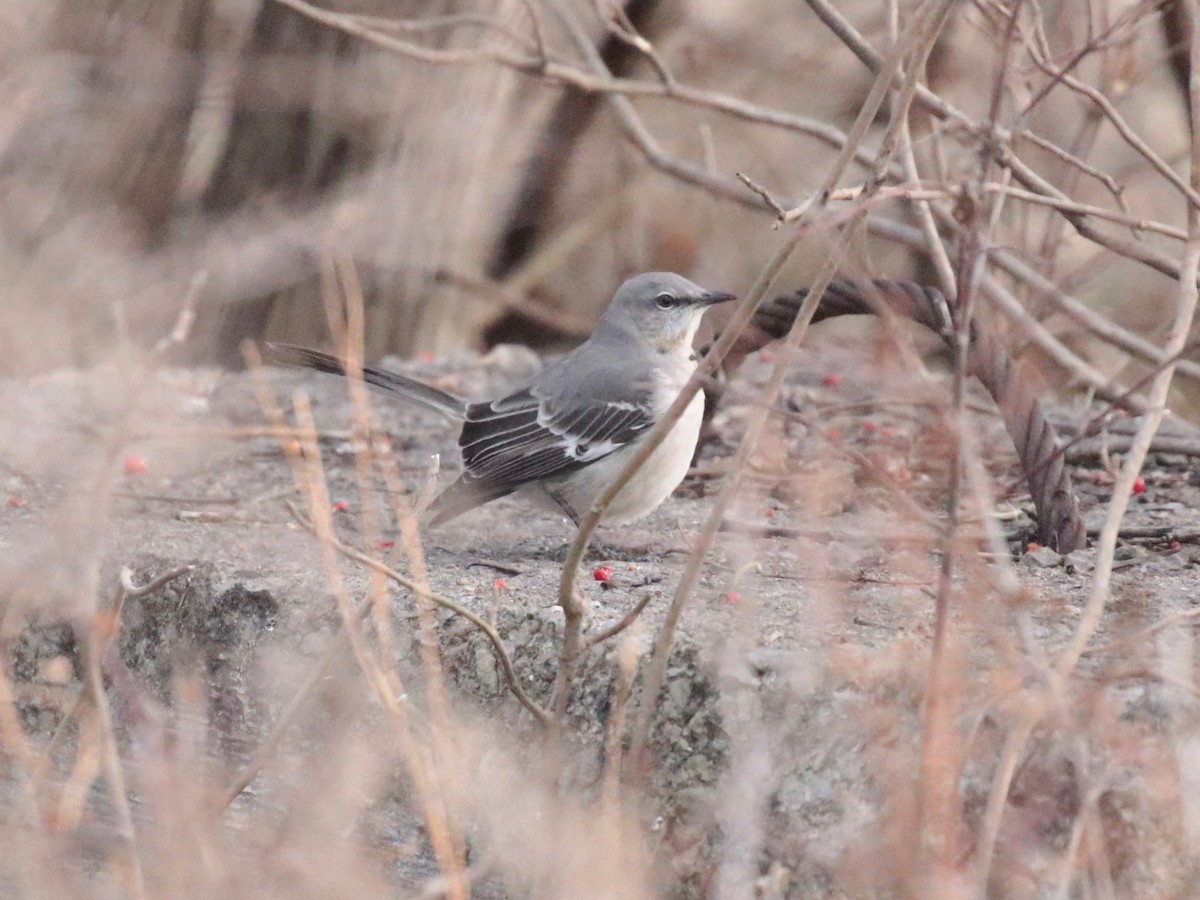 Northern Mockingbird - ML646938010