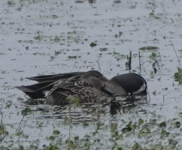 Blue-winged Teal - ML646938011