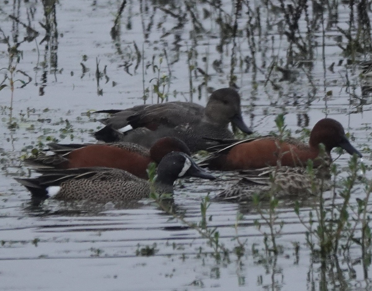 Blue-winged Teal - ML646938012