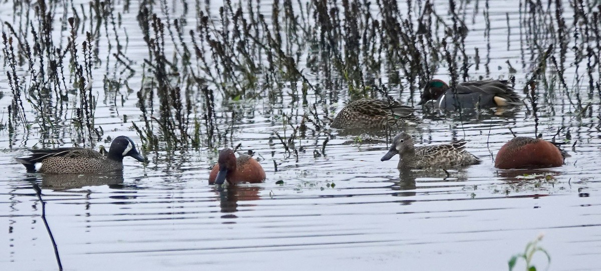 Blue-winged Teal - ML646938013
