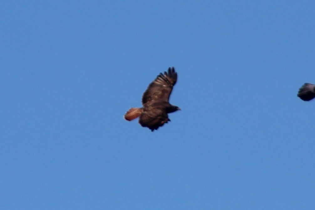 káně rudochvostá - ML646938015