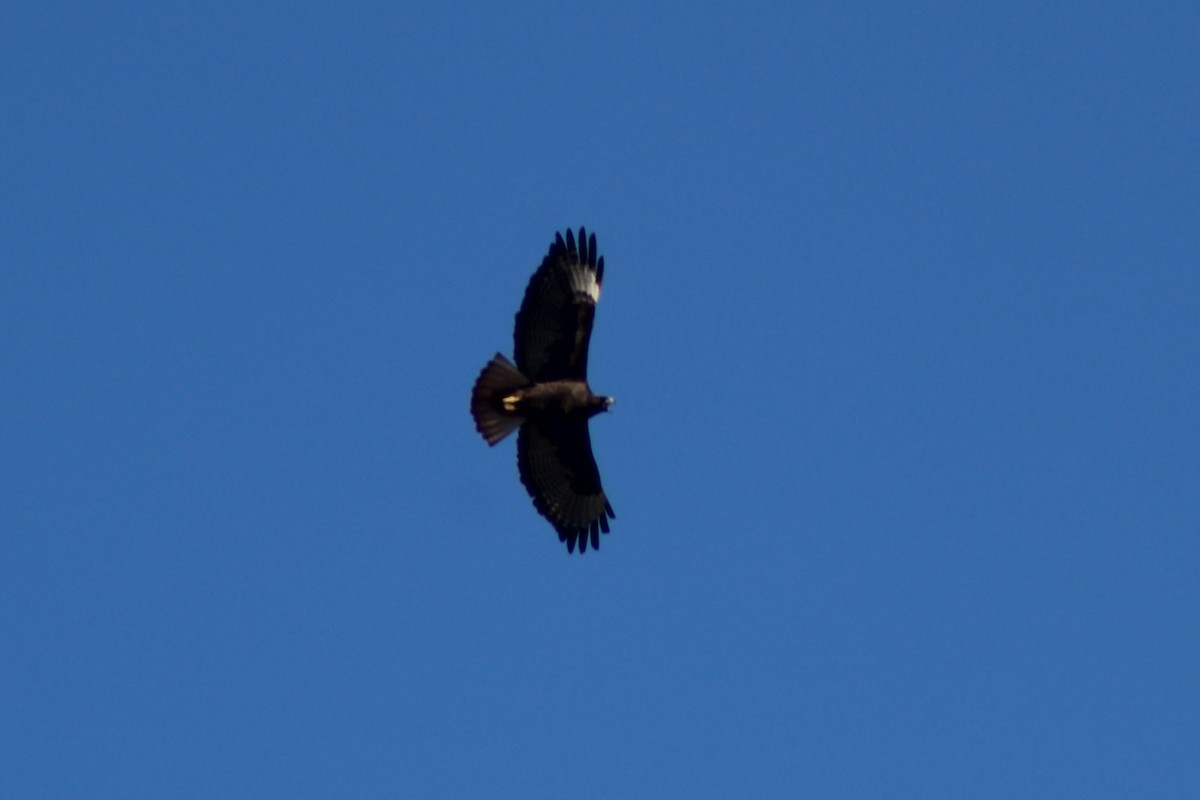 káně rudochvostá - ML646938017