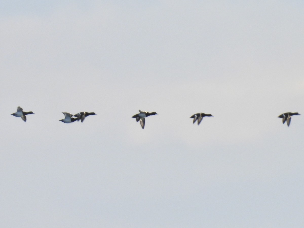 Морская чернеть - ML646938022