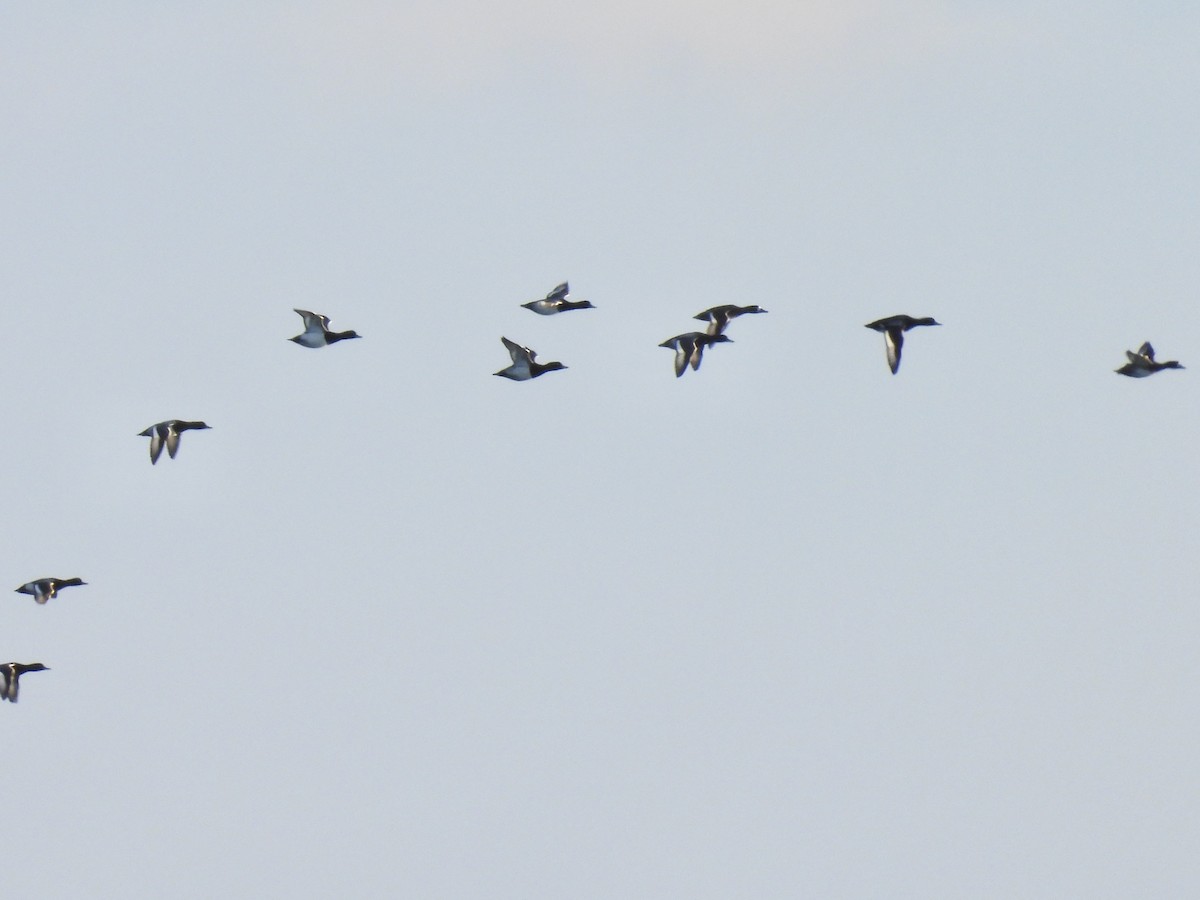 Морская чернеть - ML646938024