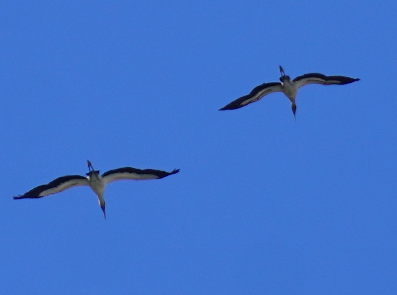 Tántalo Americano - ML646938025