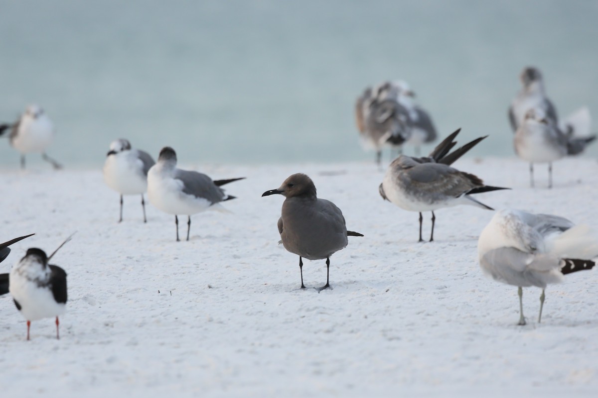 Gaviota Garuma - ML646938027