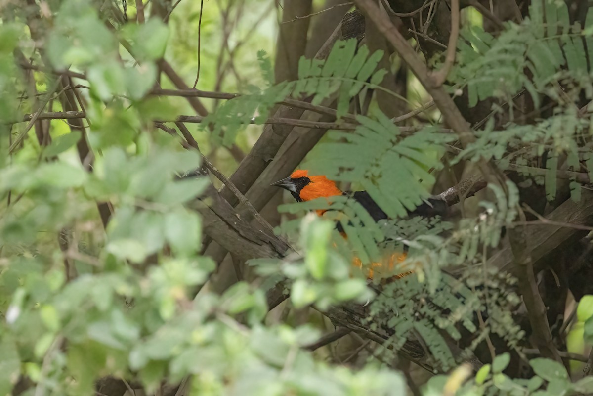 Altamira Oriole - ML646938028