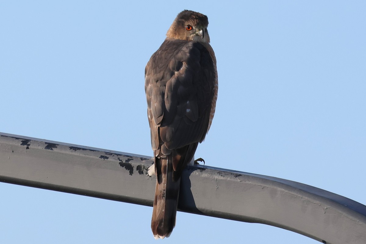 trostehauk - ML646938029