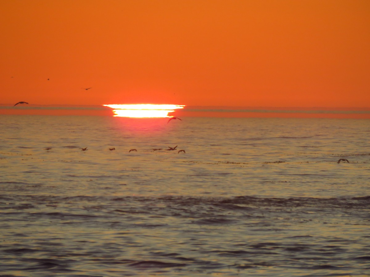 Ubarroi belarriduna - ML646938031