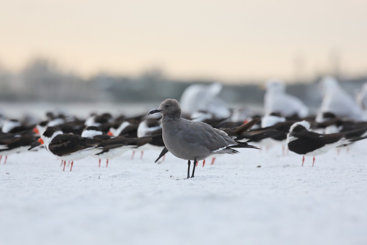 Gaviota Garuma - ML646938032