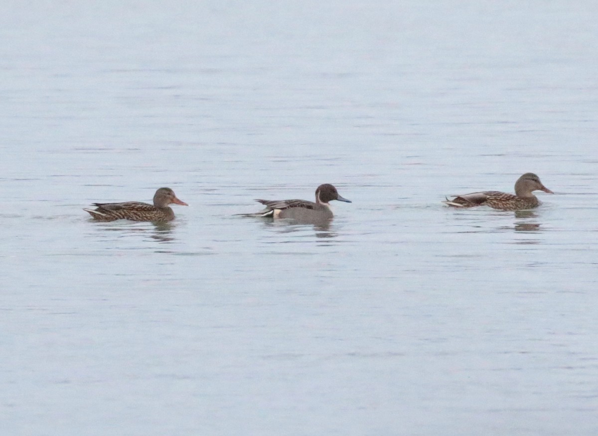 Шовтгор алаг нугас - ML646938033