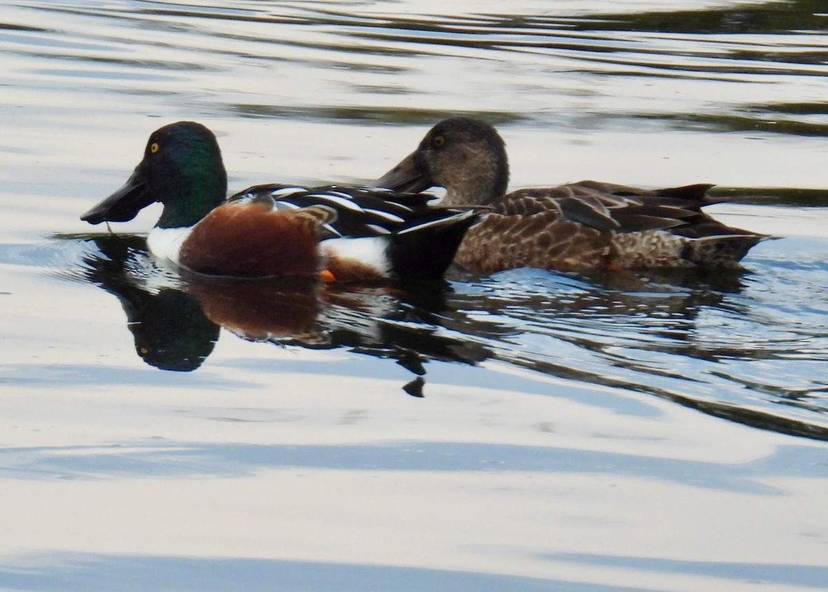 Northern Shoveler - ML646938034