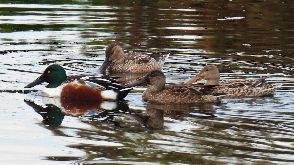 Northern Shoveler - ML646938035