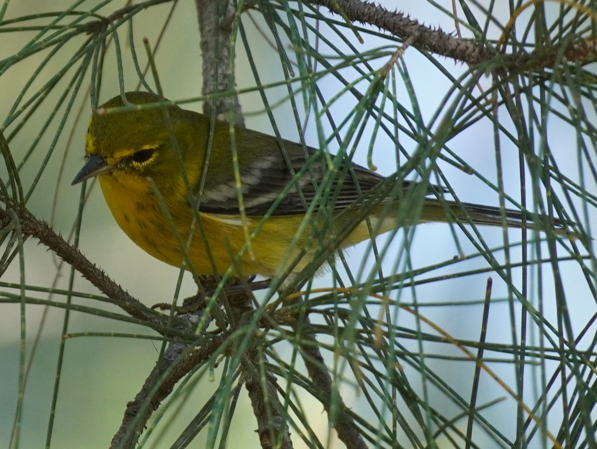 Reinita del Pinar - ML646938036