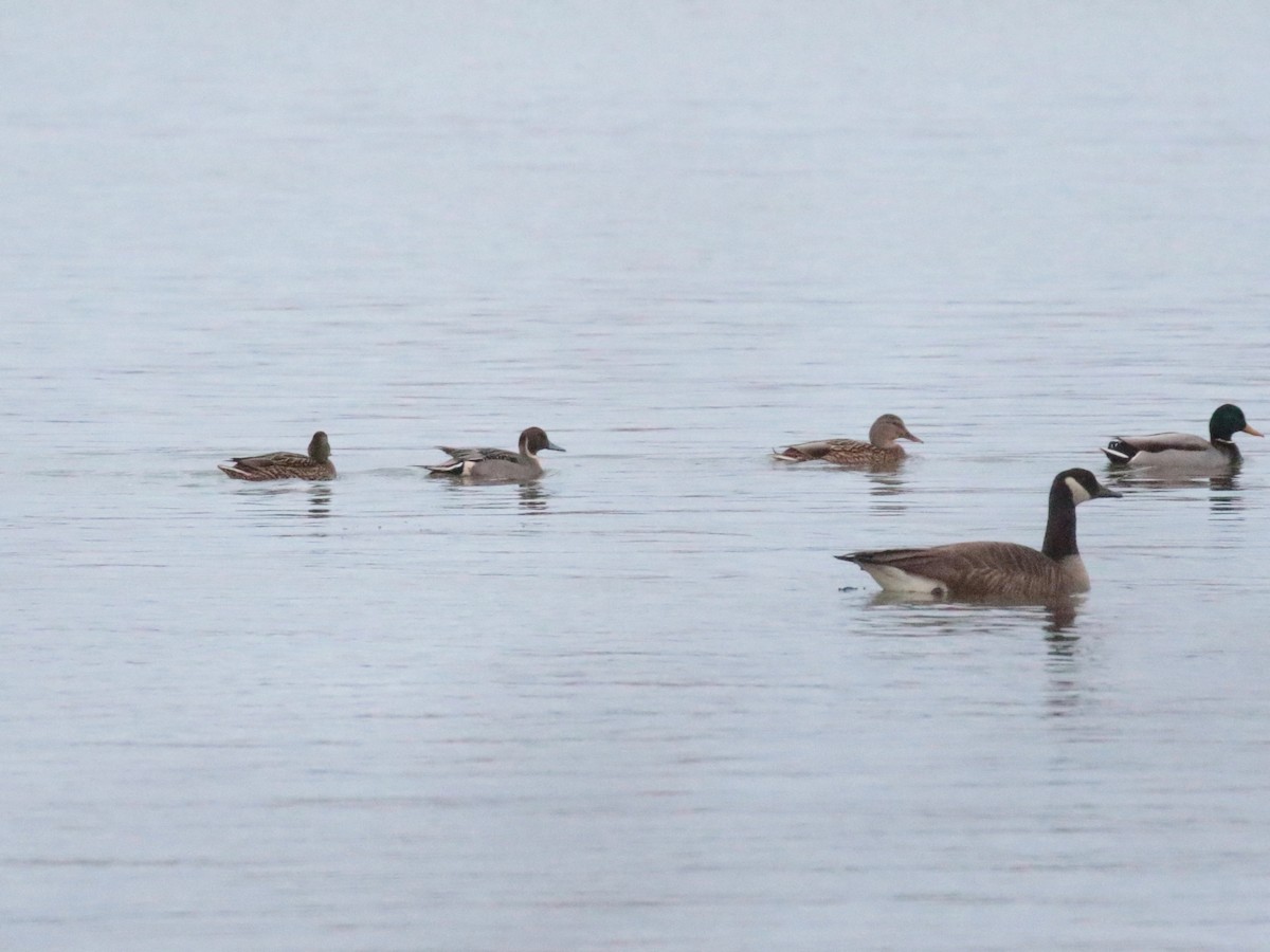 Шовтгор алаг нугас - ML646938037