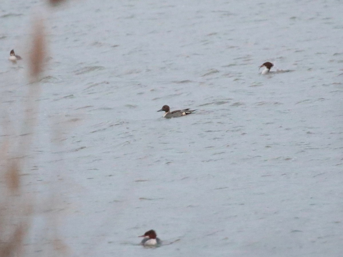 Шовтгор алаг нугас - ML646938038