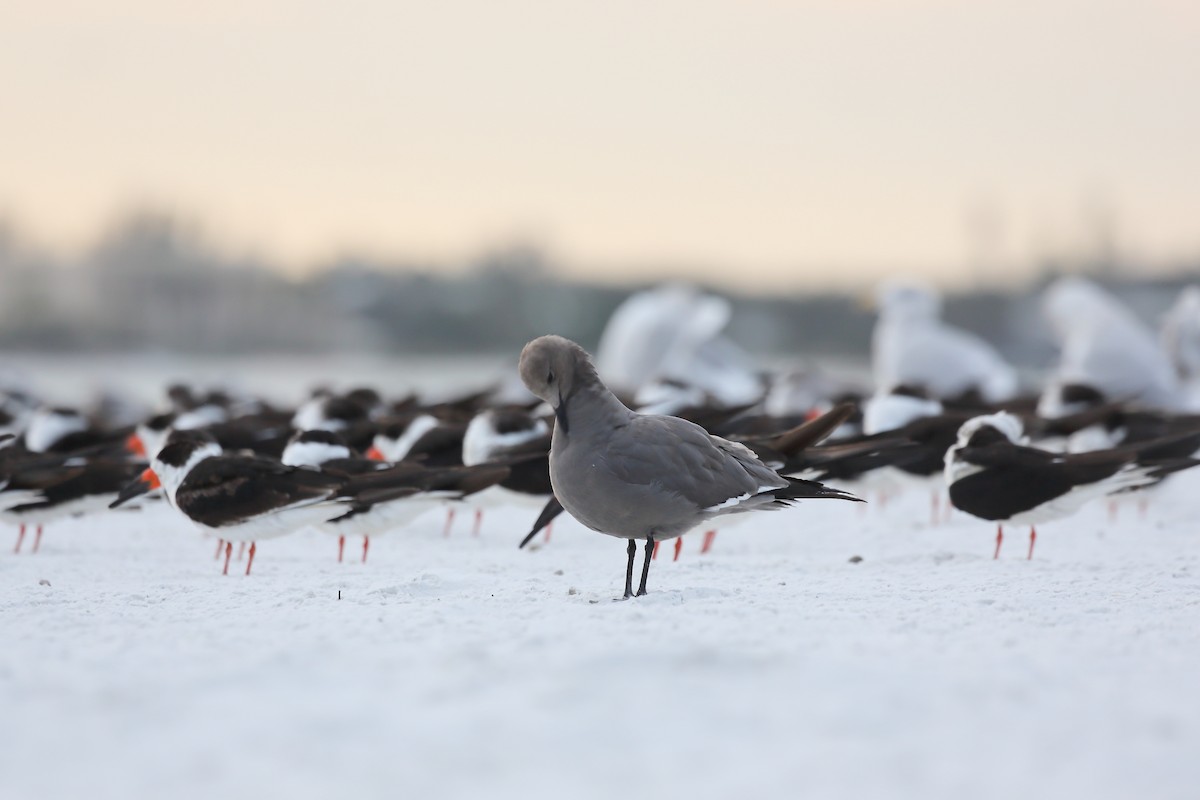 Gaviota Garuma - ML646938039