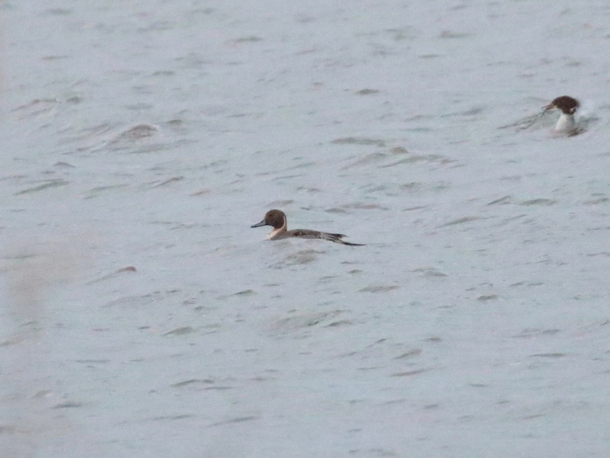 Шовтгор алаг нугас - ML646938040