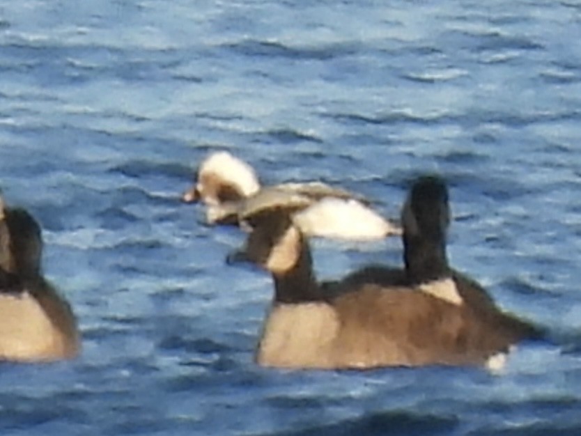 Морянка - ML646938043