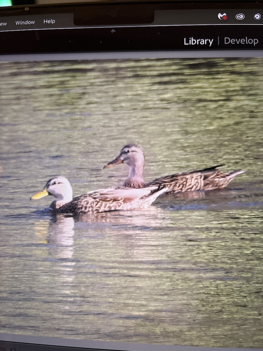 Canard brun - ML646938046