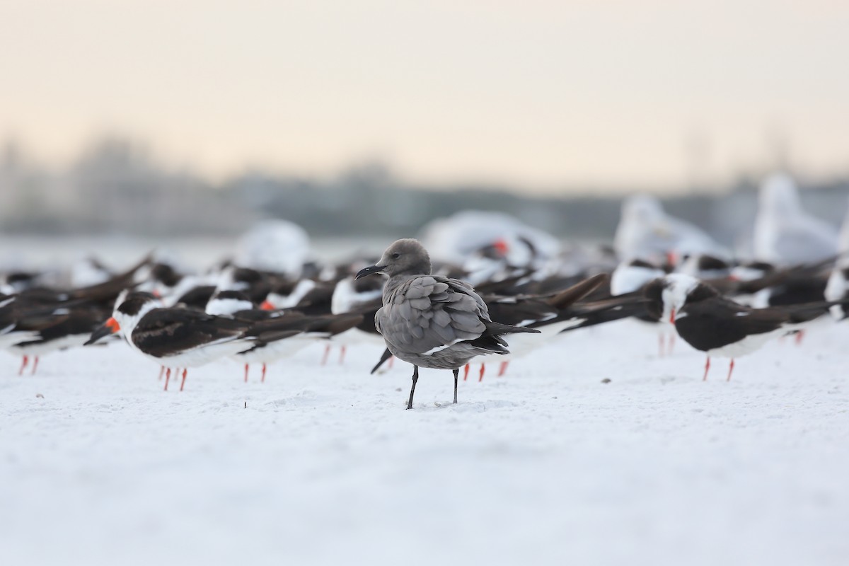 Gaviota Garuma - ML646938050