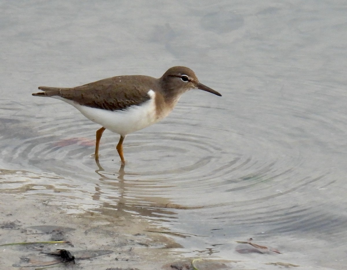 Spotted Sandpiper - ML646938056