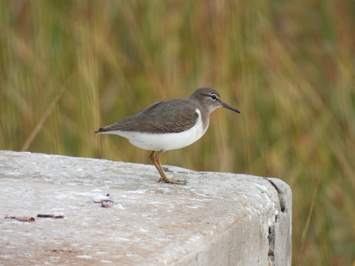 Spotted Sandpiper - ML646938057