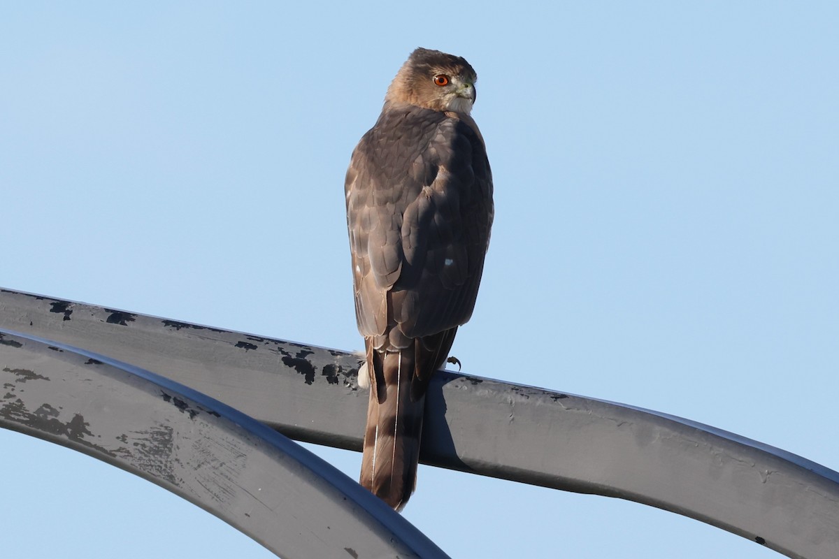 trostehauk - ML646938062