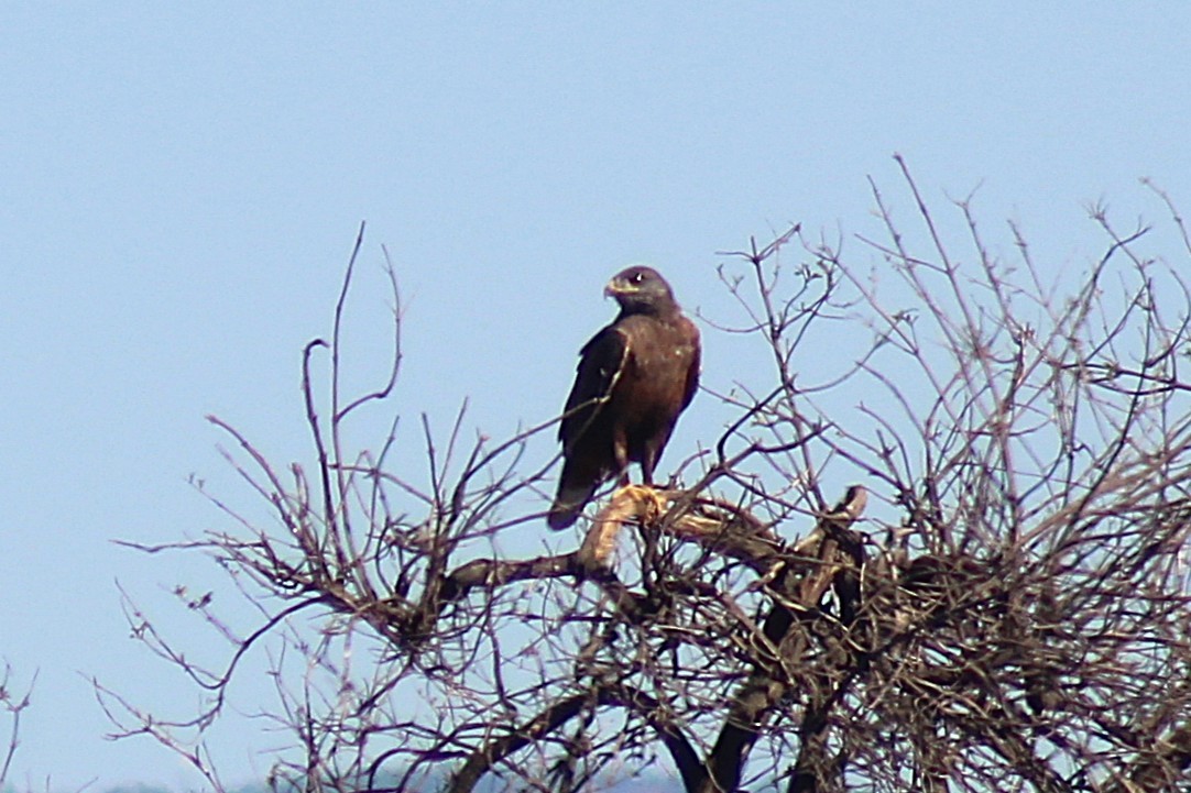 káně královská - ML646938063