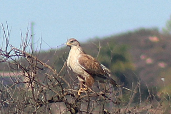 káně královská - ML646938065