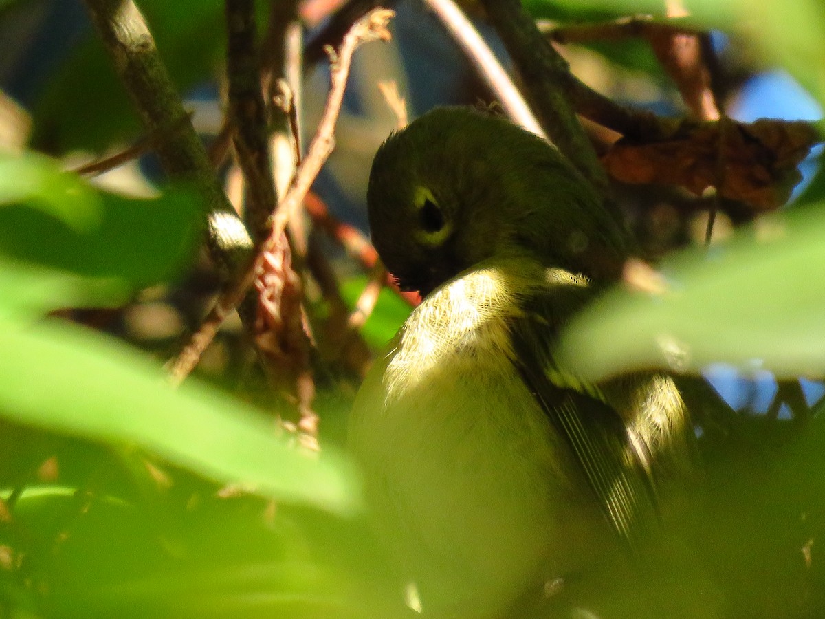 Erregetxo mottogorria - ML646938068