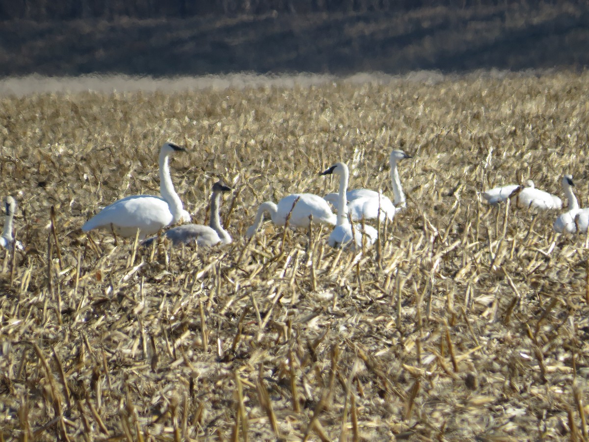 Borazancı Kuğu - ML646938069