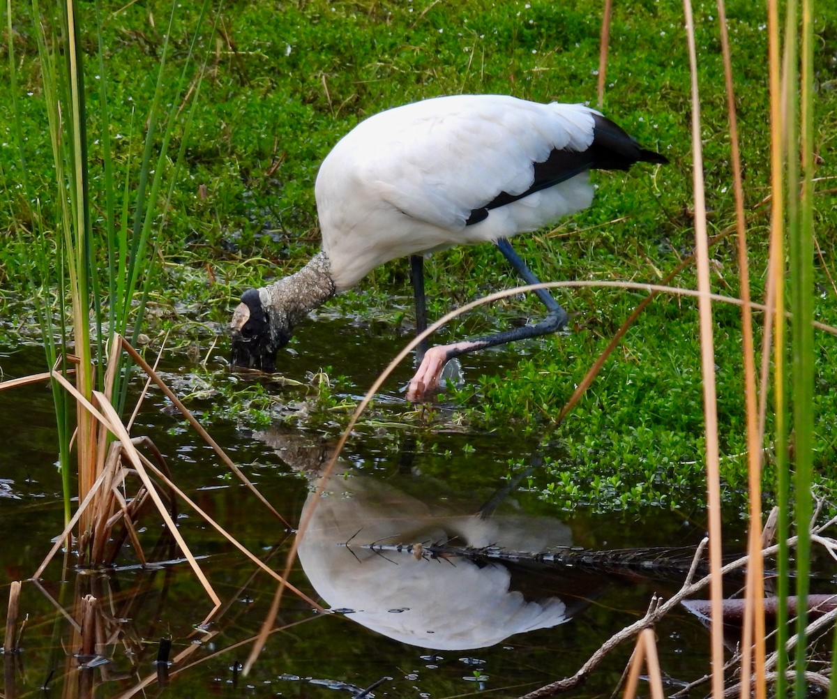 Wood Stork - ML646938074