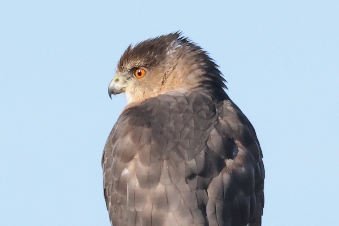 trostehauk - ML646938075