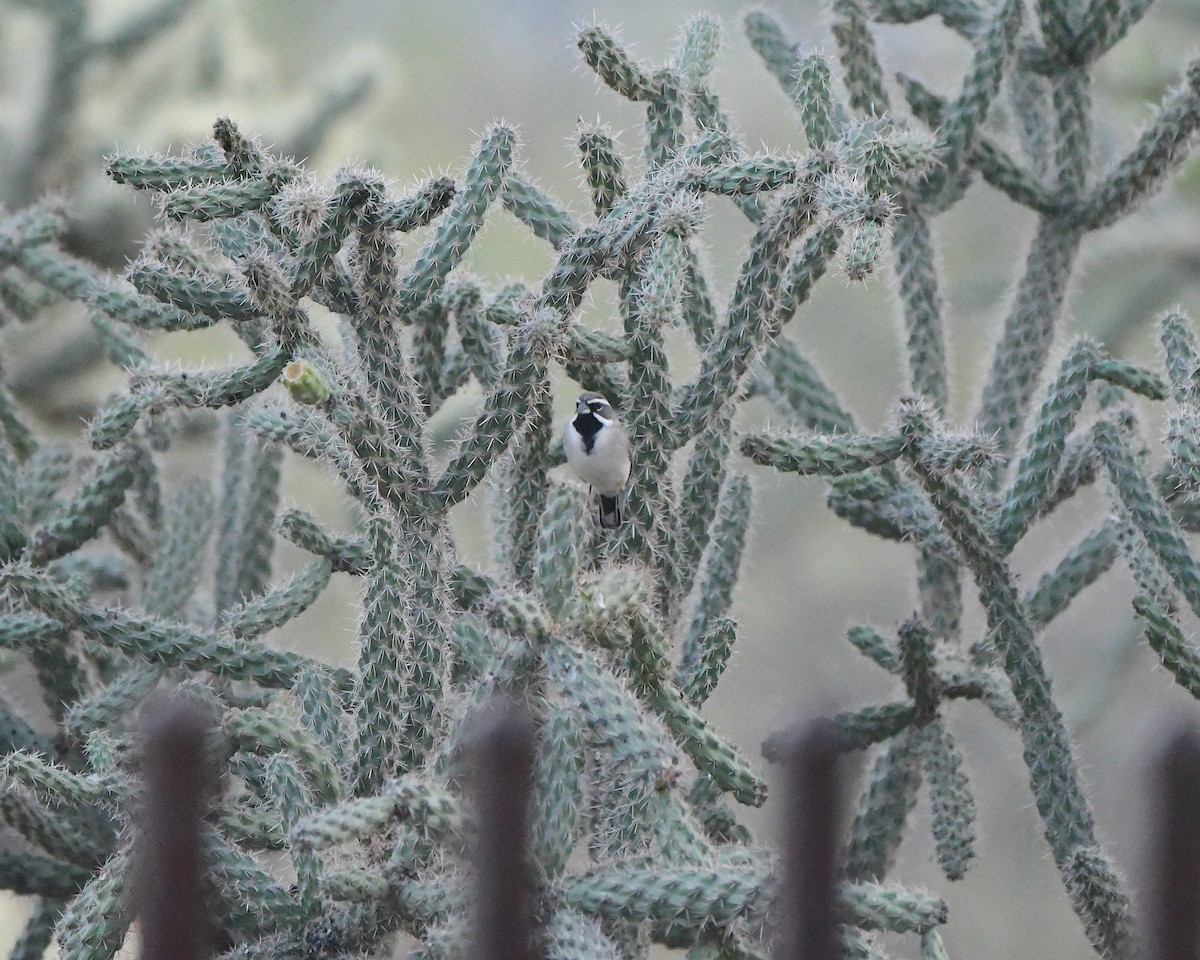 Black-throated Sparrow - ML646938077