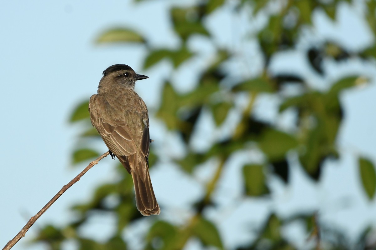 Crowned Slaty Flycatcher - ML646938080